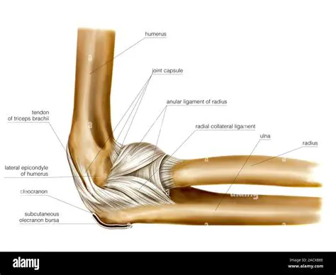 The Anatomy of the Elbow Joint