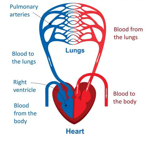 The Arteries Carrying Blood to the Body