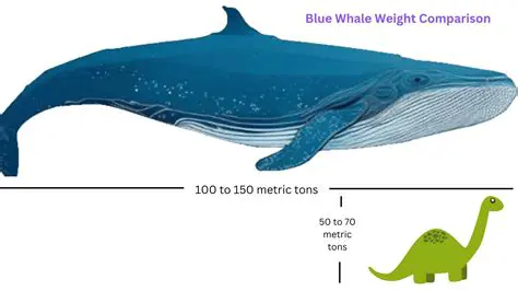 The Average Length of a Blue Whale