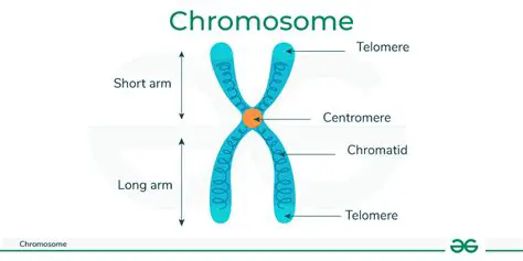 The B Chromosome and Cow Color