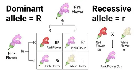 The Basics of Dominant and Recessive Genes