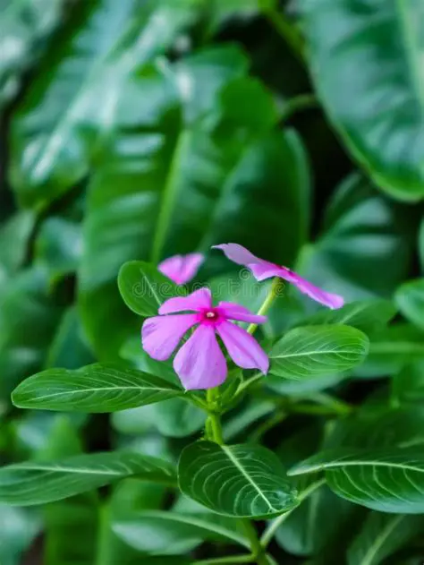 The Beauty of Flowers in the Garden