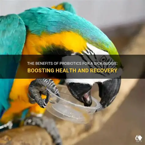 The Benefits of Budgie Pro