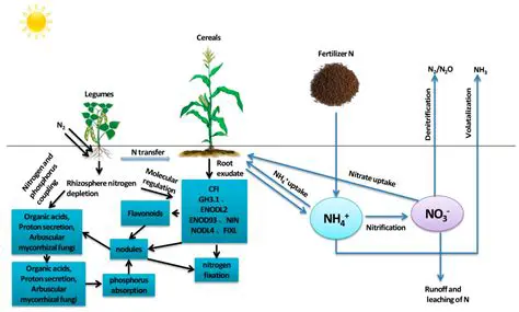 The Benefits of Legumes in the Nitrogen Cycle