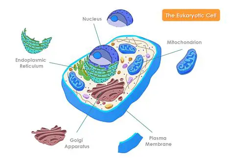 The Biology of Eukaryotic Cells