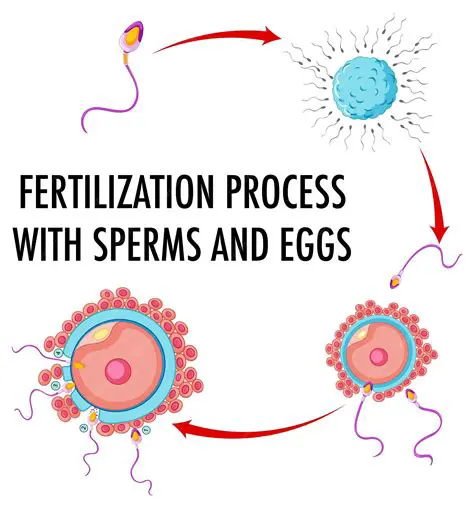 The Biology of Fertilization