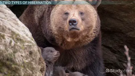 The Biology of Hibernation