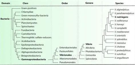 The Biology of Vibrio natriegens