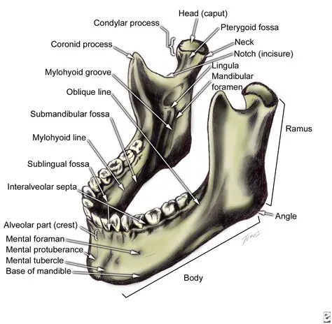 The Bones of the Upper Jaw