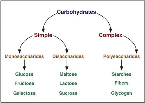 The Breakdown of Carbohydrates