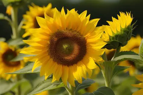 The Bright and Cheerful Appearance of Sunflowers