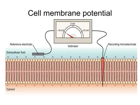 The Cell Membrane Potential