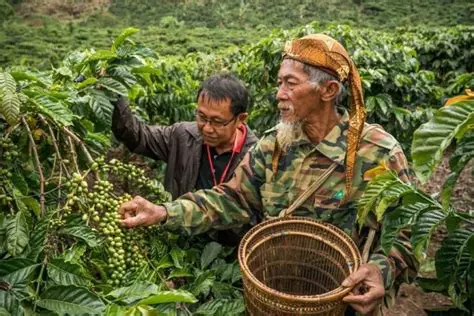 The Challenges Faced by Coffee Exporters in North Sumatra