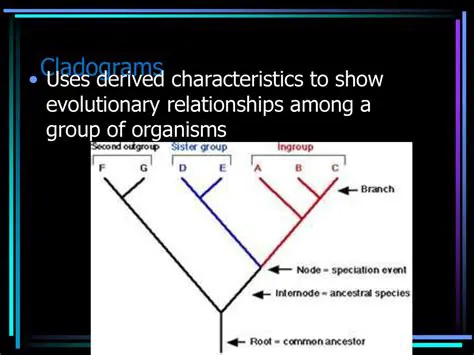 The Cladogram and Derived Characteristics