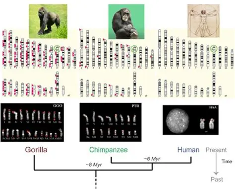 The Comparison of Humans and Yahoos