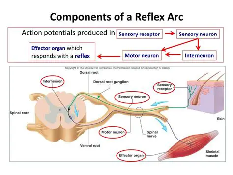 The Components of a Reflex Arc