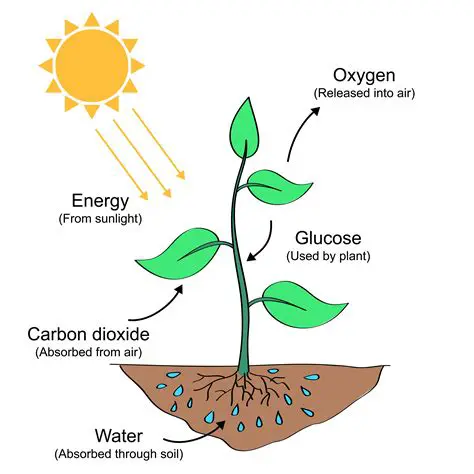 The Components of Photosynthesis