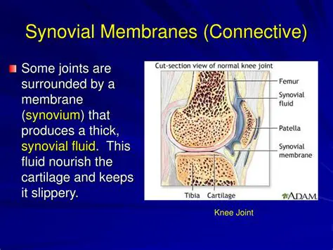 The Composition of Synovial Membranes