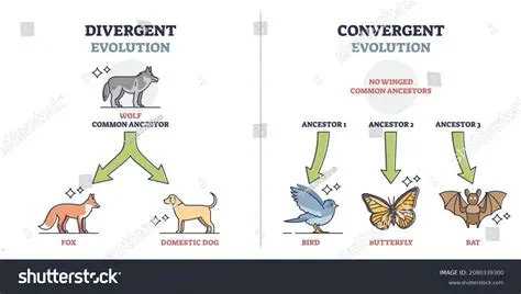 The Concept of Convergent Evolution