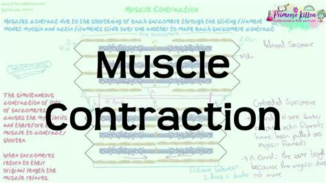 The Concept of Muscle Contraction