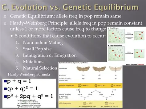 The Conditions of Genetic Equilibrium