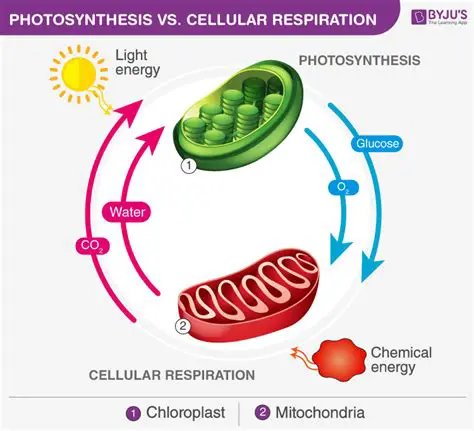The Connection Between Photosynthesis and Respiration