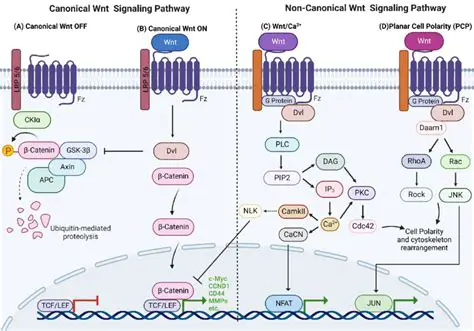 The Continuous Sequential Pathway of Development
