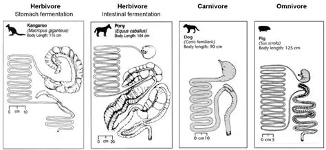 The Conversion Efficiency of Herbivores to Carnivores