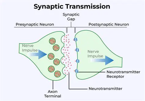 The Conversion of Chemical Signals into Neural Impulses