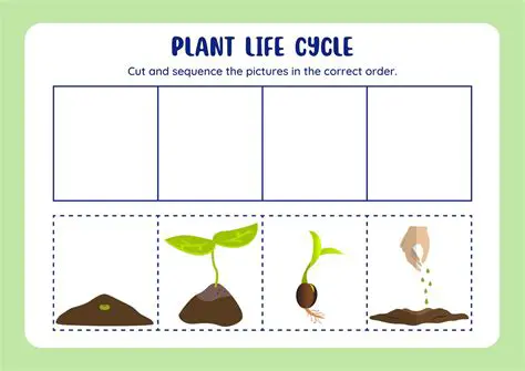The Correct Sequence of Plant Organization