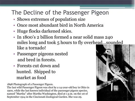 The decline of the passenger pigeon