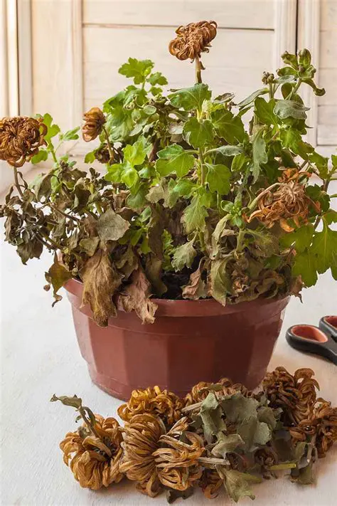 The Devastating Impact of Fusarium Wilt Disease on Chrysanthemum Plants