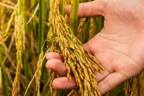 The Devastating Impact of Sangit Walang on Rice Farmers