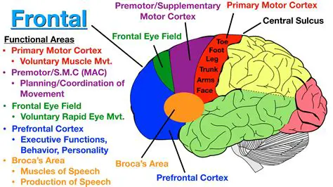 The Different Lobes of the Cerebral Cortex