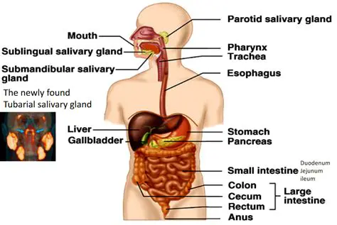 The Digestive Organ Responsible for Segmentation