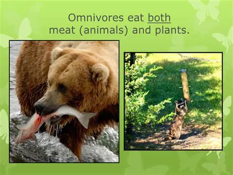 The Distinction between Meat Animals and Humans