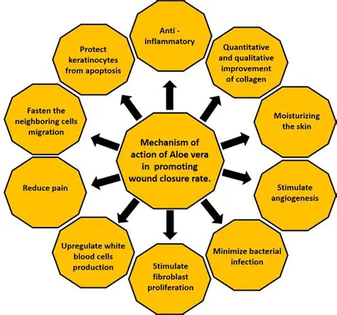 The Effect of Aloe Vera Extract on Wound Healing in Terms of Oral Mucosa in White Mice
