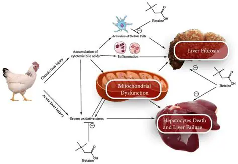 The Effect of Amino Acid Methionine and Lysine in the Rations on Broiler Carcasses Age 6 Weeks