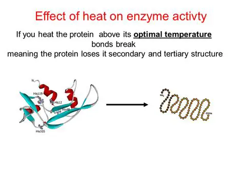 The Effect of Heat on Enzymes