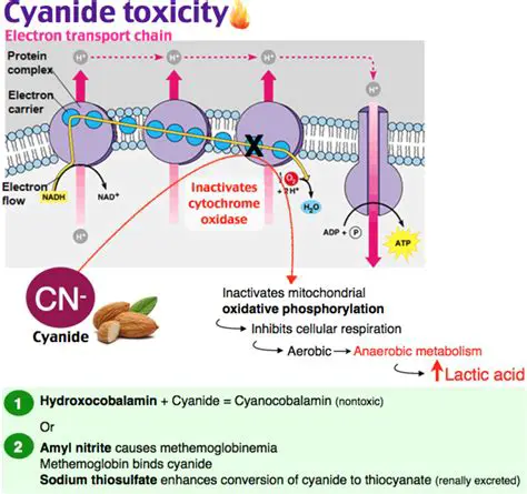 The Effects of Cyanide Poisoning