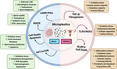 The effects of MSG on reproductive health in mice