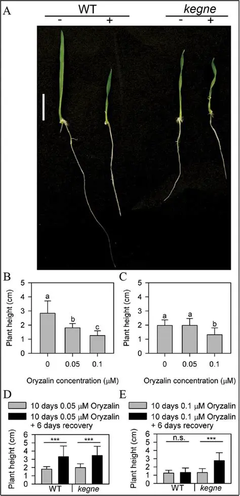 The effects of Oryzalin on the agronomy character of green bean plants