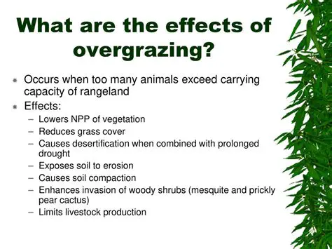 The Effects of Overgrazing