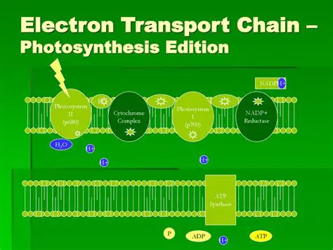 The Electron Transfer Chain in Photosystem I