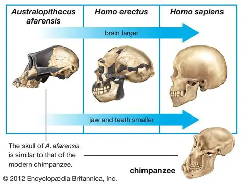 The Emergence of Homo Sapiens