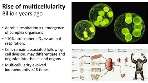The Emergence of Multicellularity