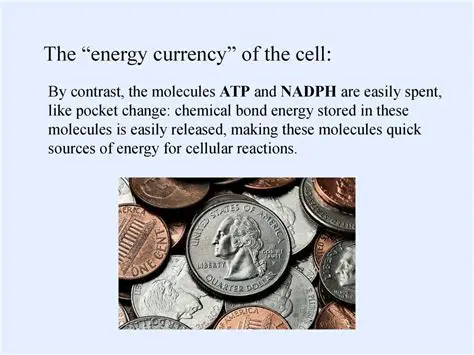 The Energy Currency of the Body