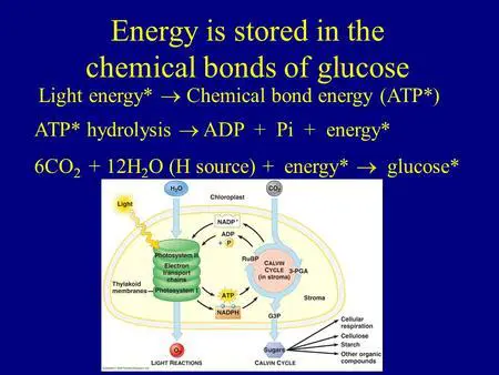 The Energy in the Bonds of Glucose