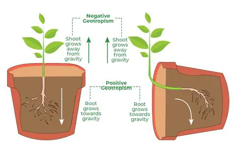 The Equations of Plant Growth