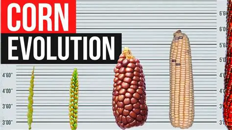 The Evolution of PracticeMaker